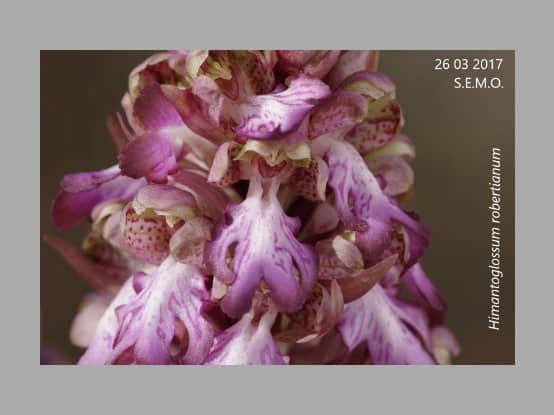 Lees meer over het artikel Nieuwkomers in de Belgische Orchideeën flora door Walter Van den Bussche