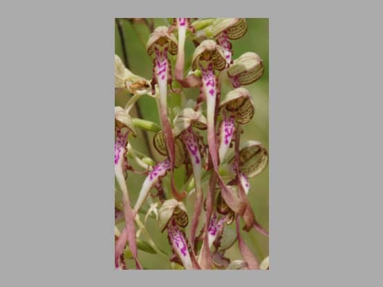 Lees meer over het artikel Plant in de kijker : <i>Himantoglossum hircinum</i>