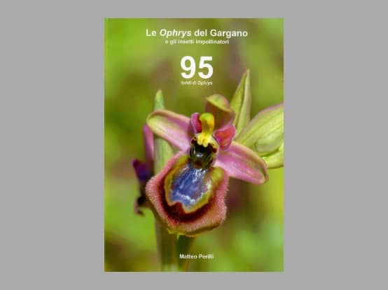 Lees meer over het artikel Boekbespreking “Le <i>Ophrys</i> del Gargano”