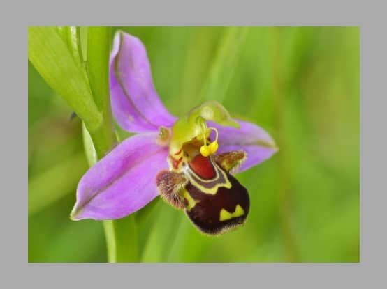 Lees meer over het artikel Plant in de kijker : <i> Ophrys apifera</i>