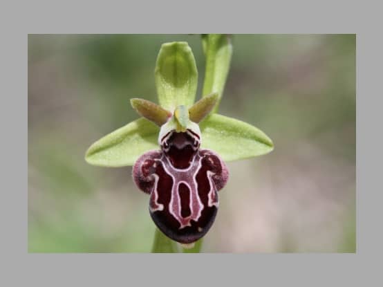 Lees meer over het artikel Nieuw foto album : orchideeën van Cyprus door Bram De Block