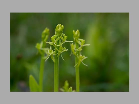 Lees meer over het artikel Plant in de kijker : <i> Liparis loeselii</i>