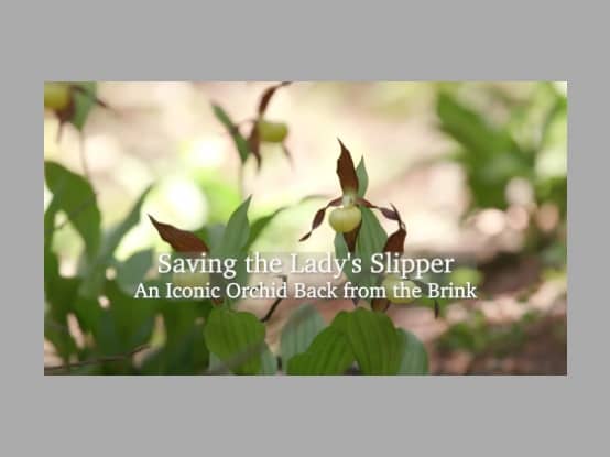 Lees meer over het artikel Saving the Lady’s Slipper – An Iconic Orchid Back from the Brink