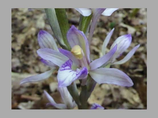 Lees meer over het artikel Plant in de kijker : <i>Limodorum abortivum </i>