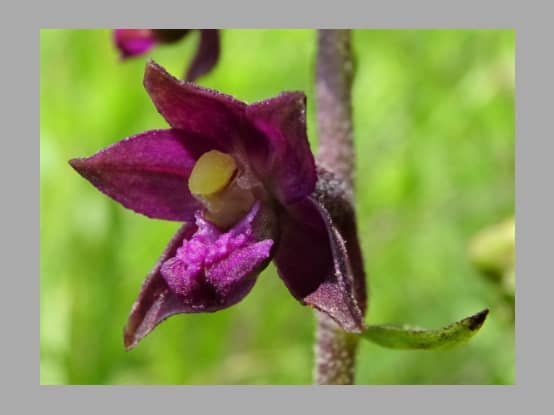 Lees meer over het artikel Plant in de kijker : <i>Epipactis atrorubens</i>
