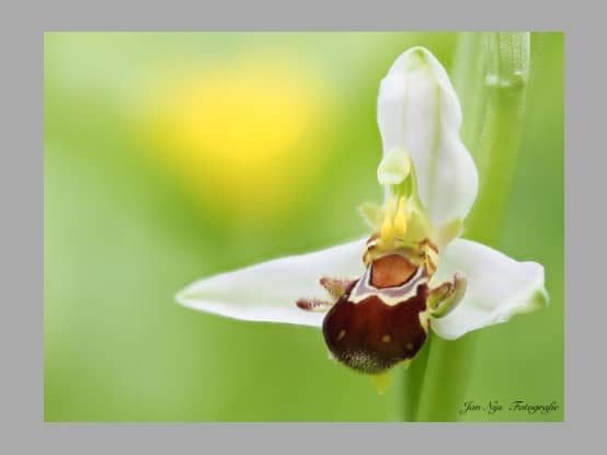 Lees meer over het artikel Nieuw foto album : Een kunstzinnige blik op orchideeën door Jan Nys