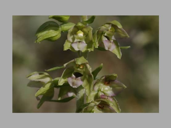 Lees meer over het artikel Plant in de kijker : <i>Epipactis helleborine subsp. neerlandica</i>