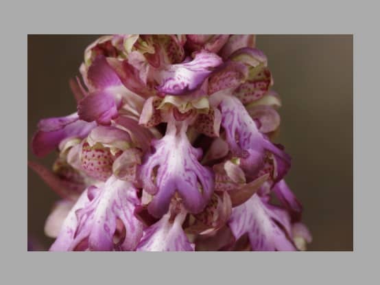 Lees meer over het artikel Plant in de kijker : <i>Himantoglossum robertianum</i>