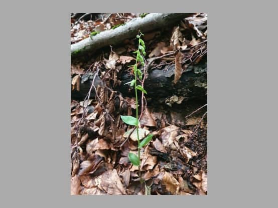 Lees meer over het artikel Plant in de kijker : <i>Epipactis phyllanthes var. degenera</i>
