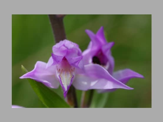 Lees meer over het artikel Plant in de kijker : <i>Cephalanthera rubra</i>