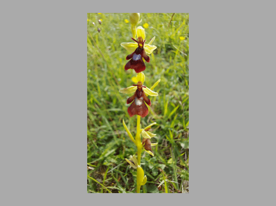 Lees meer over het artikel Plant in de kijker : <i> Ophrys insectifera</i>