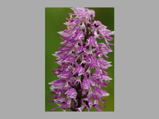 Lees meer over het artikel Plant in de kijker : <i>Orchis simia</i>