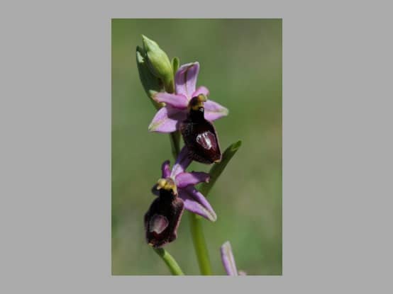 Lees meer over het artikel Nieuw foto album : Vercors 2021 : Foto’s van Sandra Wilfert & Bart Van de Vijver : het geslacht Ophrys