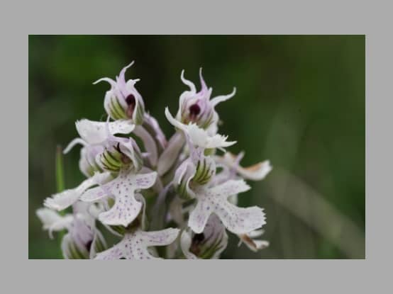 Lees meer over het artikel Plant in de kijker : <i>Neotinea tridentata ssp. conica</i>