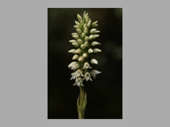 Lees meer over het artikel Nieuw foto album <i>Goodyera macrophylla</i> door Bram De Block