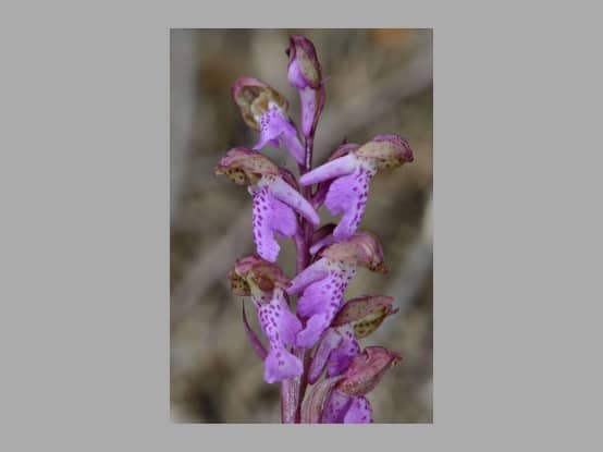 Lees meer over het artikel Plant in de kijker : <i>Orchis spitzelii </i>