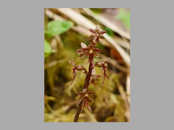 Lees meer over het artikel Plant in de kijker : <i>Neottia cordata</i>