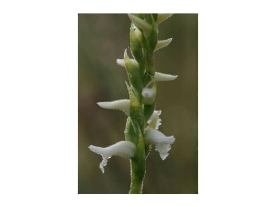 Lees meer over het artikel Spiranthes odorata, een nieuwe orchideeënsoort voor België.
