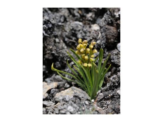 Lees meer over het artikel Orchideeën uit het Parc National de la Vanoise door Sandra Wilfert