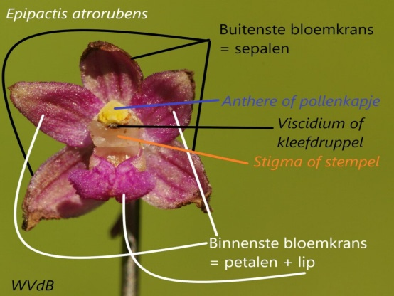 Lees meer over het artikel Bouw van de bloem en het bestuivingsmechanisme bij <i>Epipactis</i> door Walter Van den Bussche