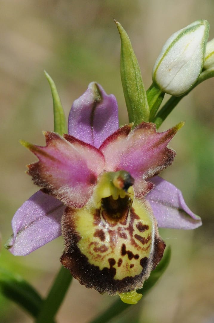 Ophrys Mickey Mouse Vercors2021 SW2