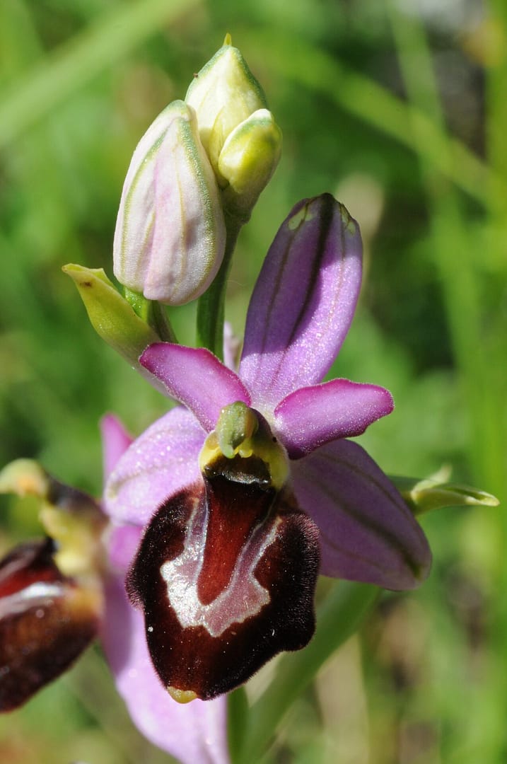 Ophrys drumana x fuciflora demangei Vercors2021 SW1