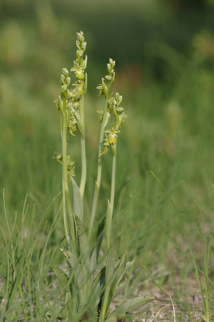 <i>Ophrys insectifera</i> var flavescens