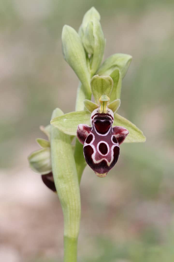 Ophrys kotschyi Noord Cyprus 17032017 BDB
