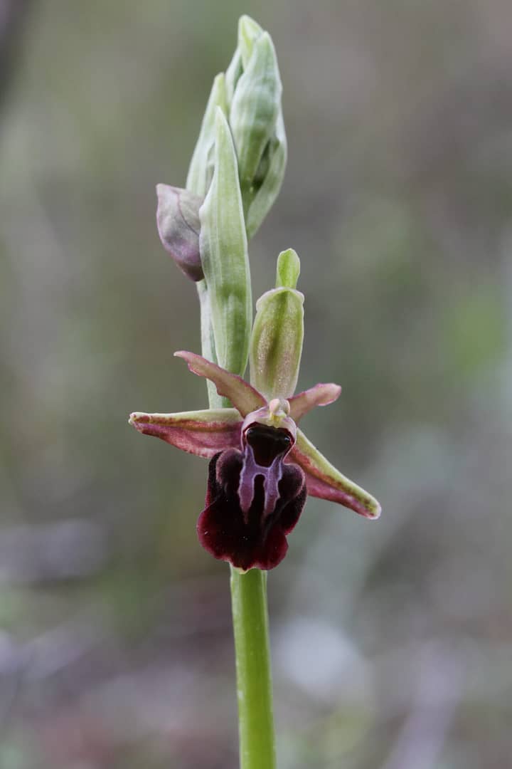 Ophrys mammosa Choulou 15032017 BDB