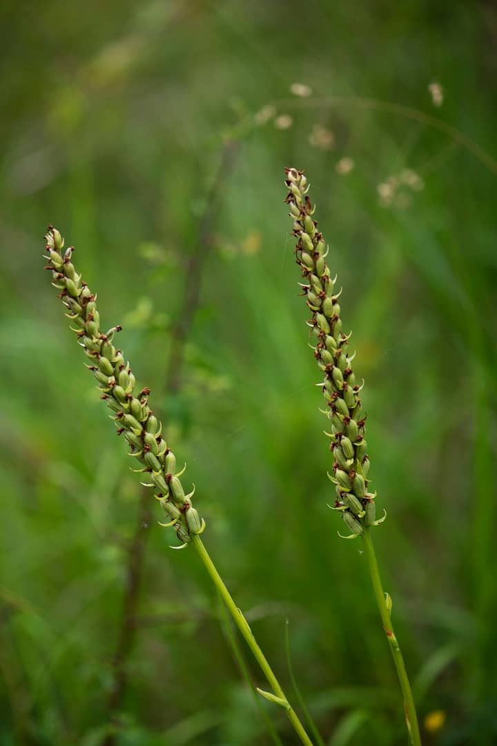 <i>Gymnadenia conopsea</i>