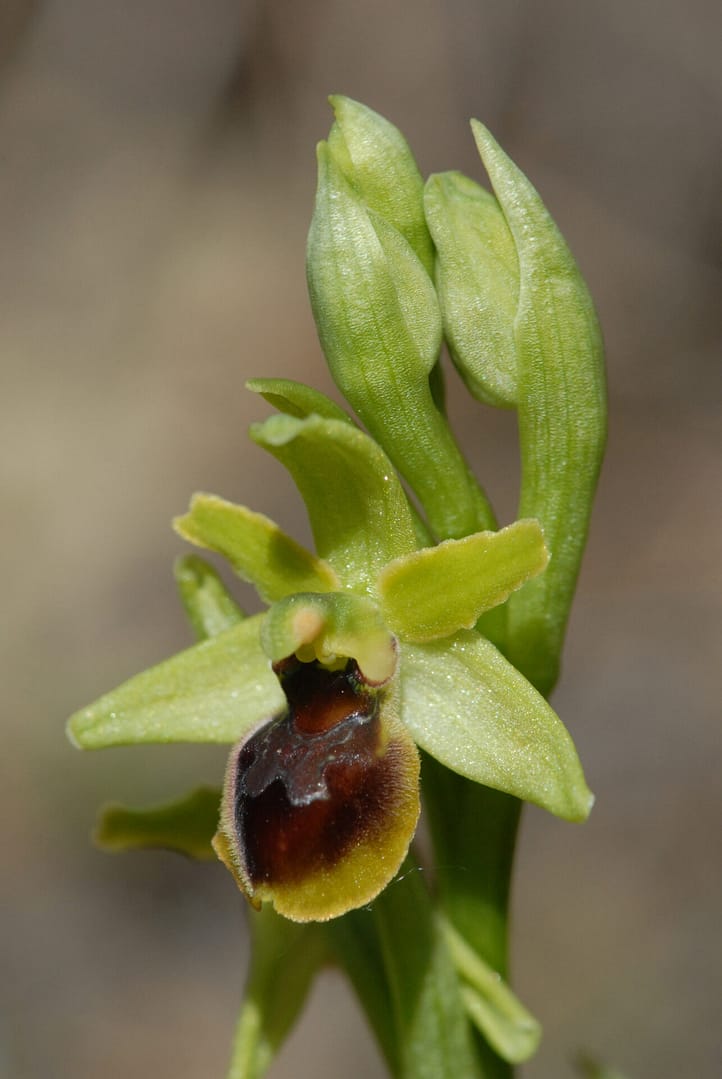 Ophrys araneola Vercors2021 BVDV3