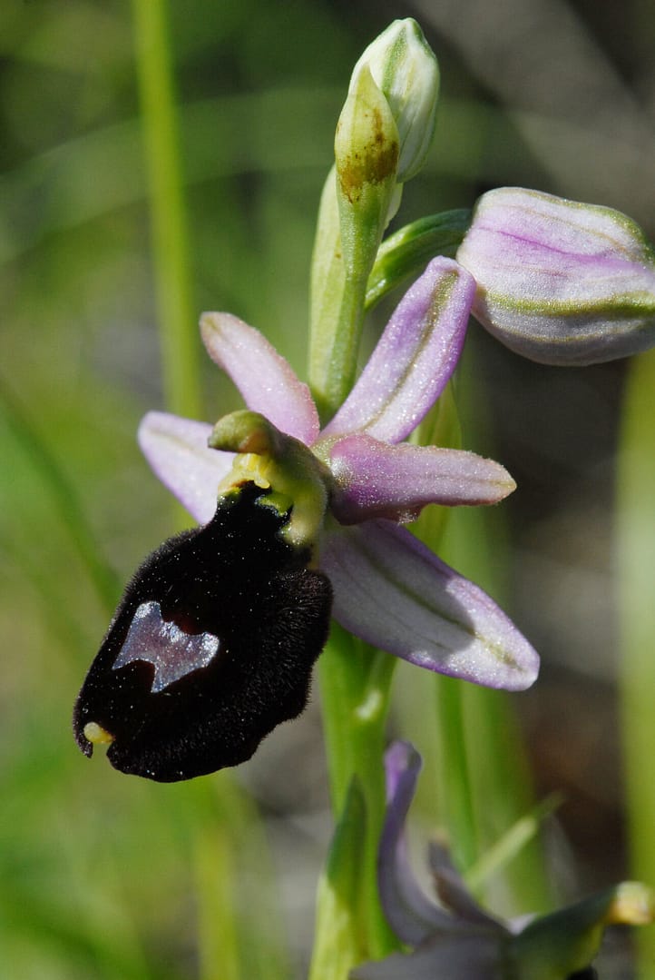 Ophrys drumana Vercors2021 BVDV5