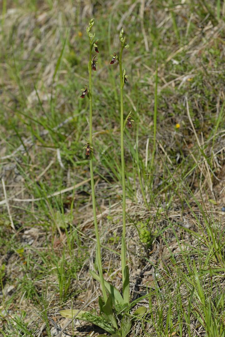 Ophrys insectifera Vercors2021 BVDV2