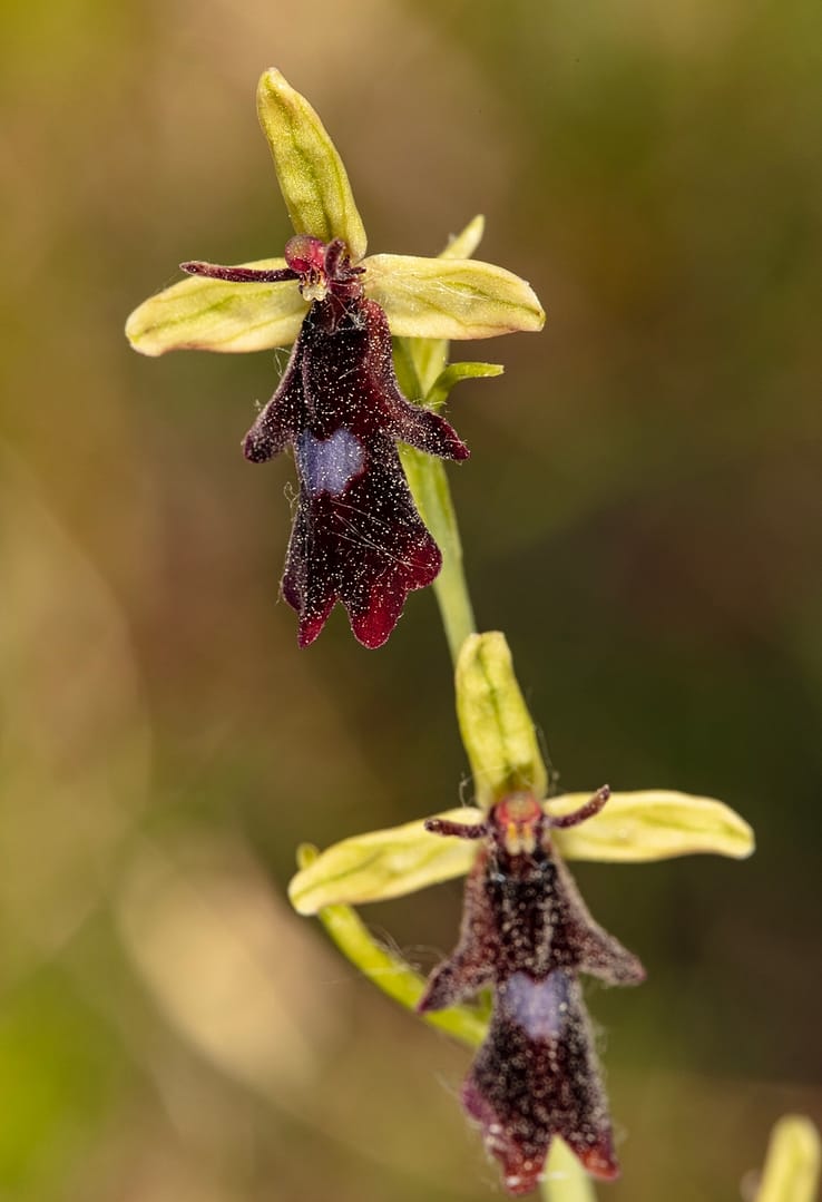 <i>Ophrys insectifera</i>