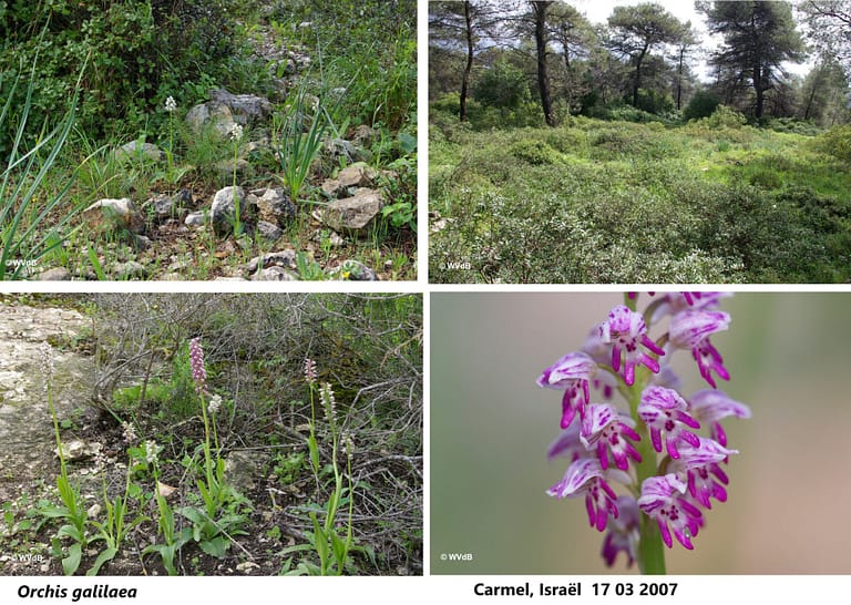 orchis galilaea 1