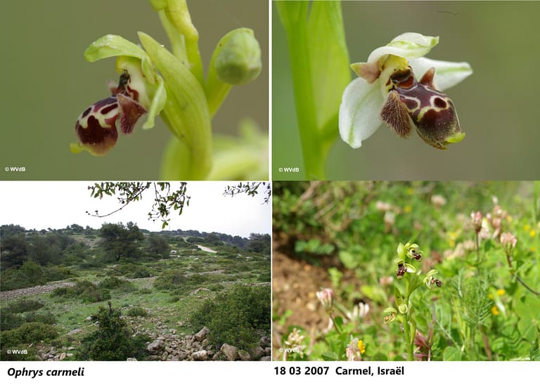 ophrys carmeli 2