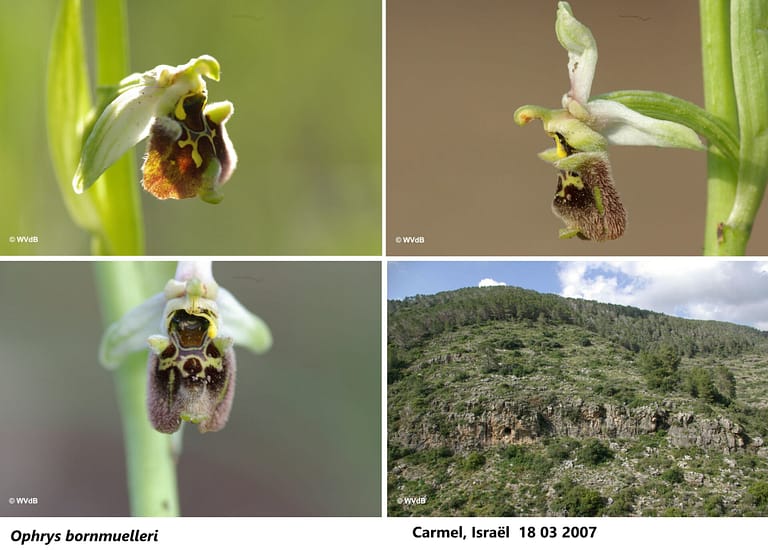 ophrys bornmuelleri 2