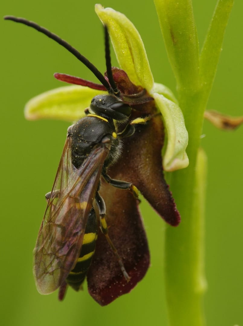<i>Ophrys insectifera</i> met bestuiver Argogorytes