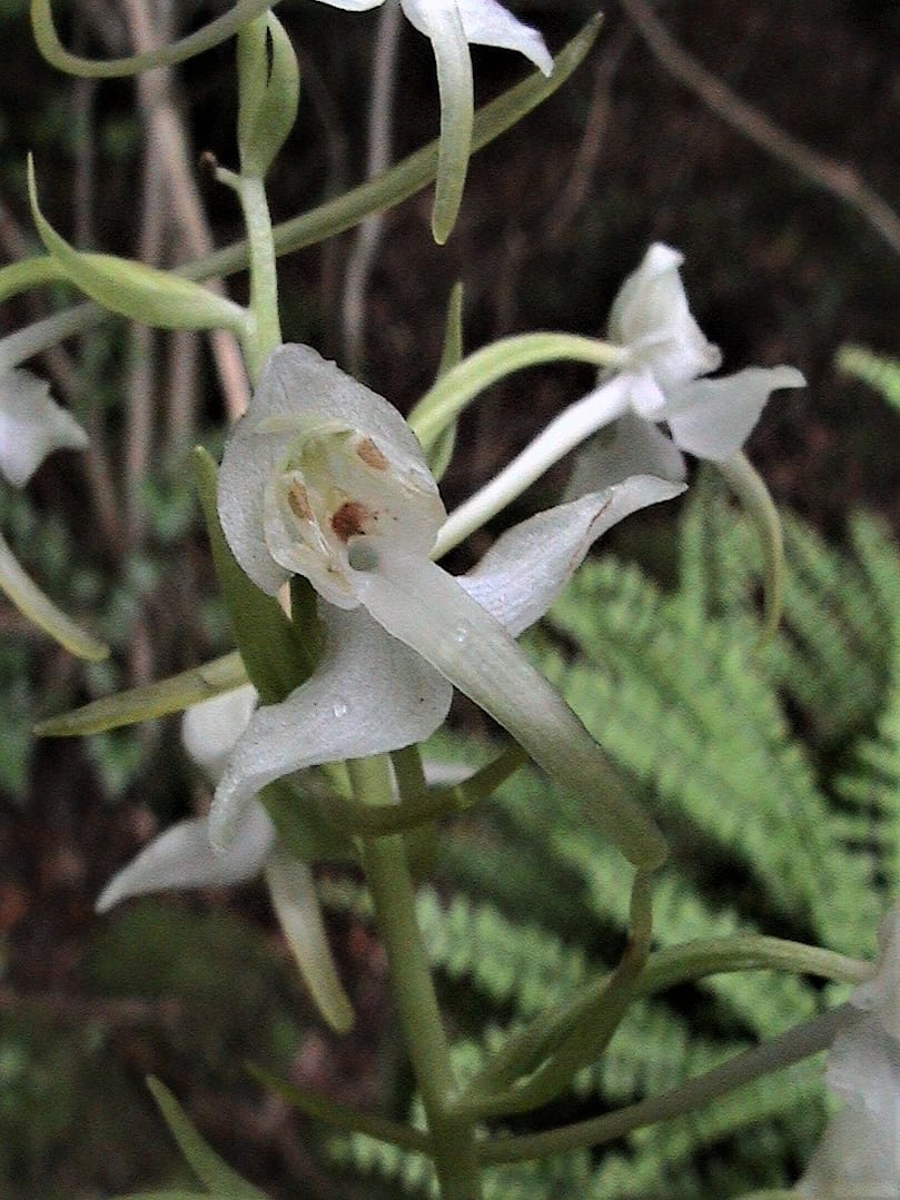 Platanthera chloranta bloem PM 02