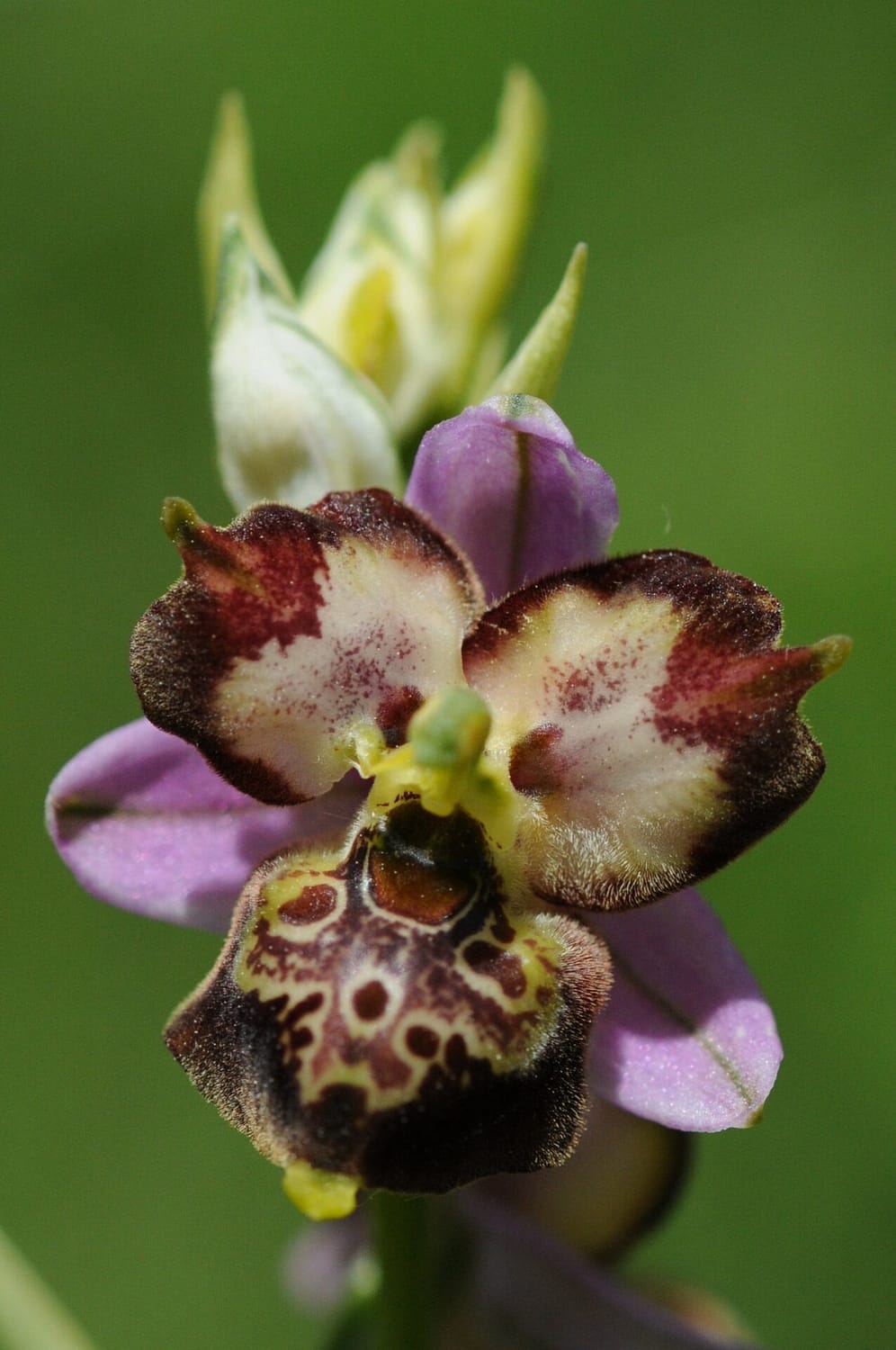 Ophrys Mickey Mouse Vercors2021 SW3