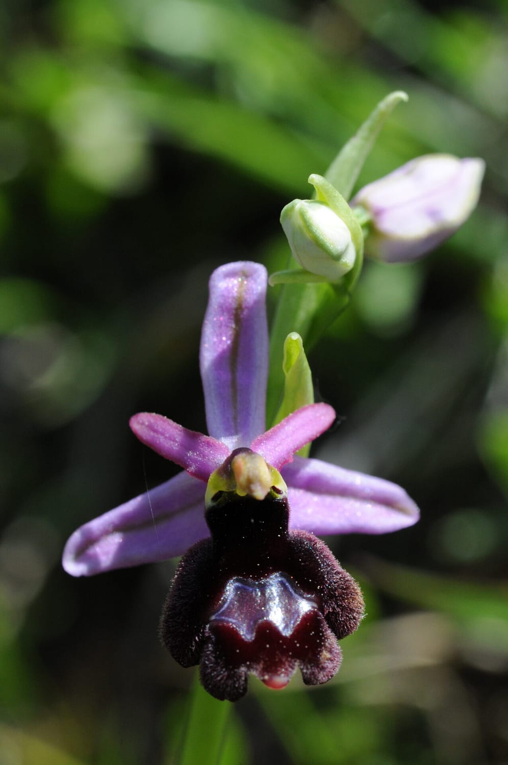 Ophrys drumana Vercors2021 SW3