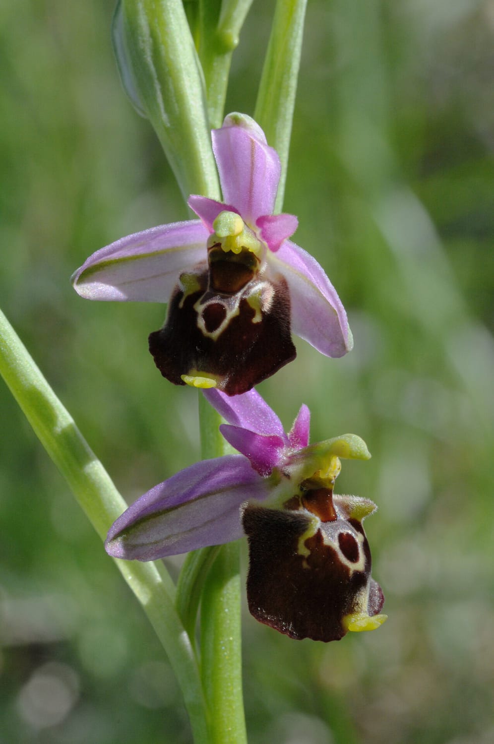 Ophrys fuciflora demangei Vercors2021 SW2
