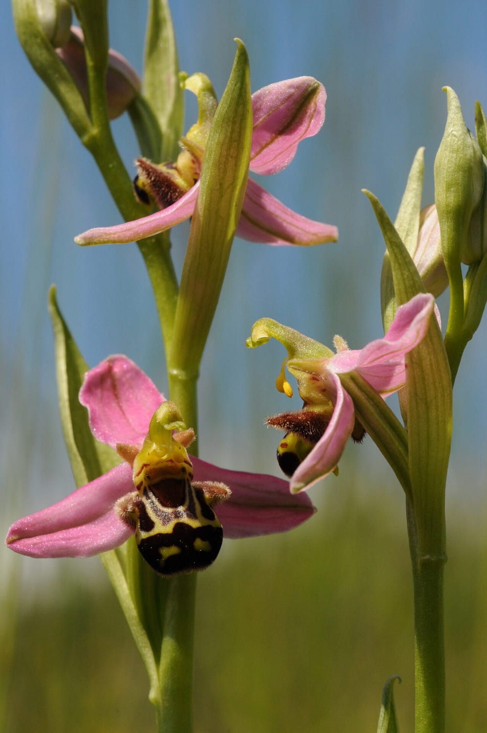 Ophrys apifera Vercors2021 SW1 1