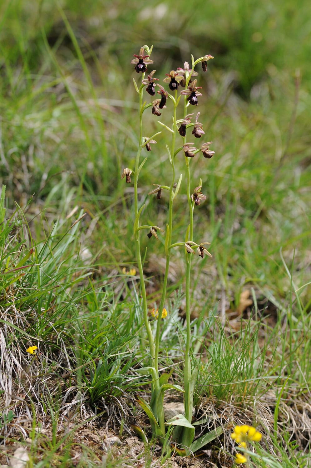 Ophrys drumana x insectifera Vercors2021 SW0