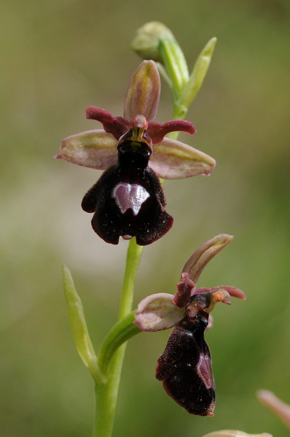 Ophrys drumana x insectifera Vercors2021 SW2