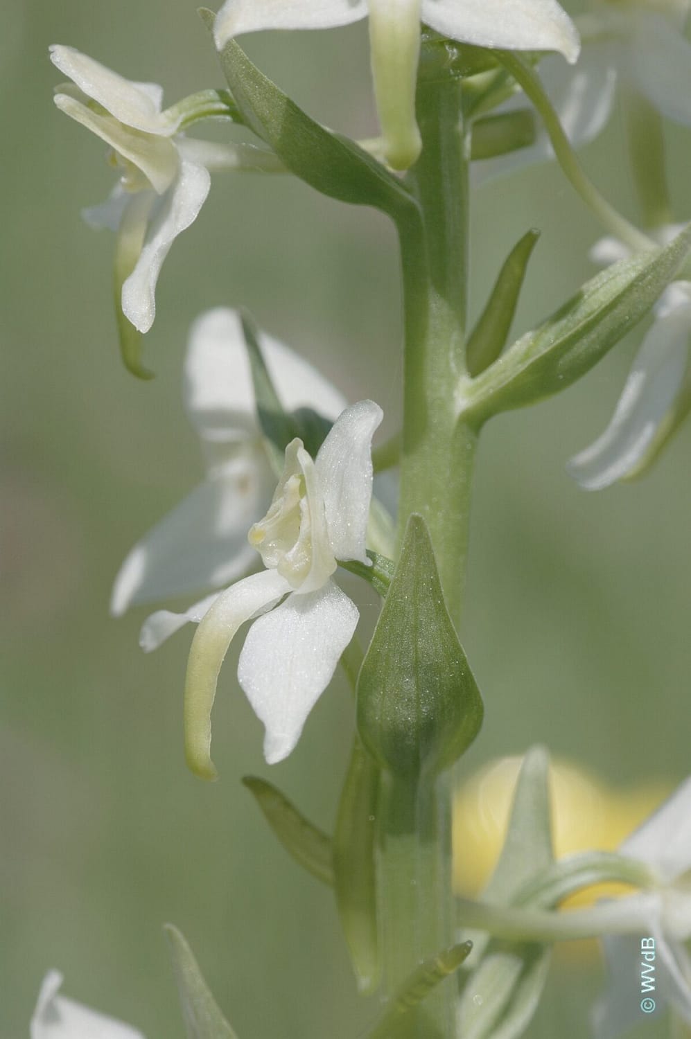 Platanthera chlorantha WVdB05
