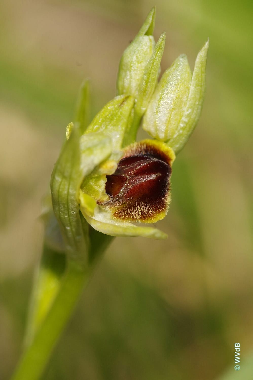 Ophrys araneola 03 WVdB 25042021