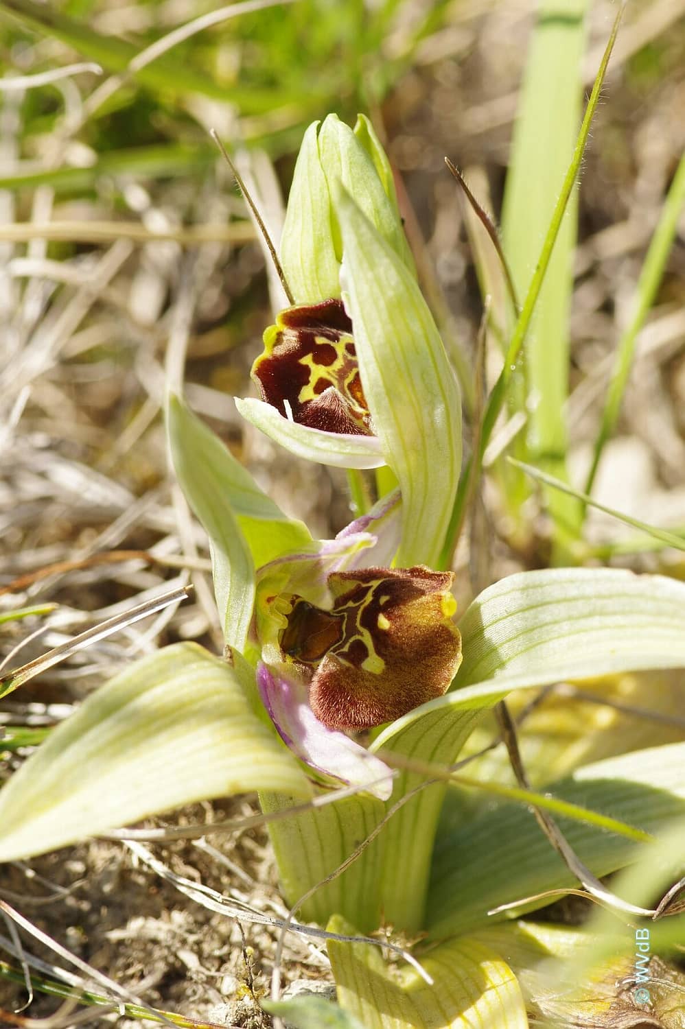 Ophrys fuciflora WVdB 25042021