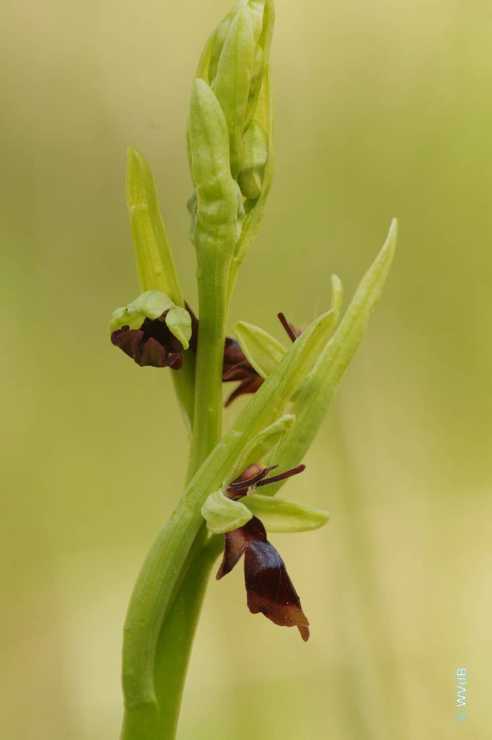 Ophrys insectifera WVdB 25042021