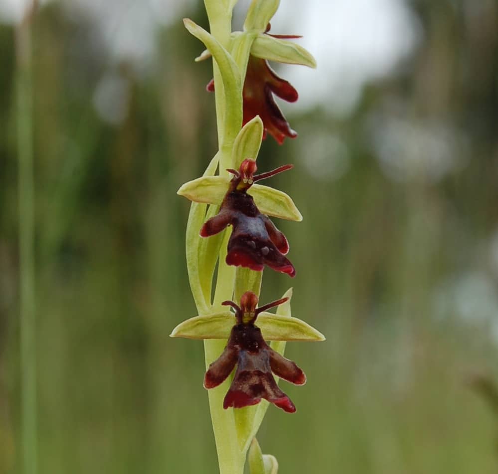 <i>Ophrys insectifera</i>